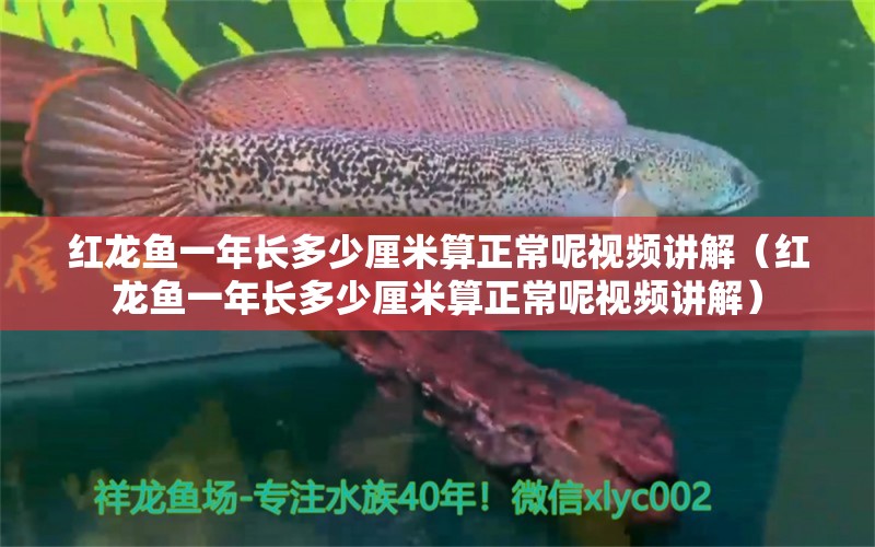 紅龍魚一年長(zhǎng)多少厘米算正常呢視頻講解（紅龍魚一年長(zhǎng)多少厘米算正常呢視頻講解） 印尼紅龍魚