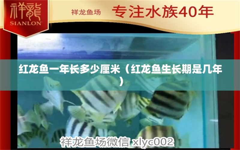 紅龍魚(yú)一年長(zhǎng)多少厘米（紅龍魚(yú)生長(zhǎng)期是幾年）