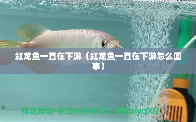 紅龍魚(yú)一直在下游（紅龍魚(yú)一直在下游怎么回事）