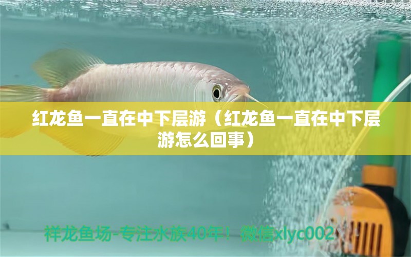 紅龍魚(yú)一直在中下層游（紅龍魚(yú)一直在中下層游怎么回事） 印尼紅龍魚(yú)