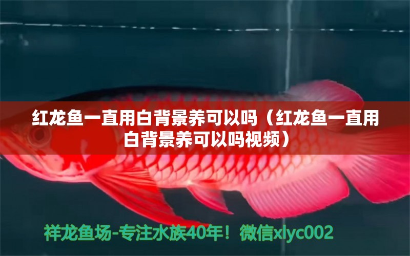 紅龍魚一直用白背景養(yǎng)可以嗎（紅龍魚一直用白背景養(yǎng)可以嗎視頻）