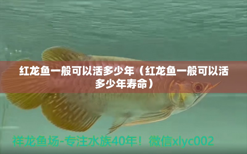 紅龍魚一般可以活多少年（紅龍魚一般可以活多少年壽命） 印尼紅龍魚