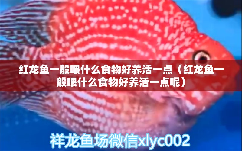 紅龍魚一般喂什么食物好養(yǎng)活一點(diǎn)（紅龍魚一般喂什么食物好養(yǎng)活一點(diǎn)呢） 龍魚百科