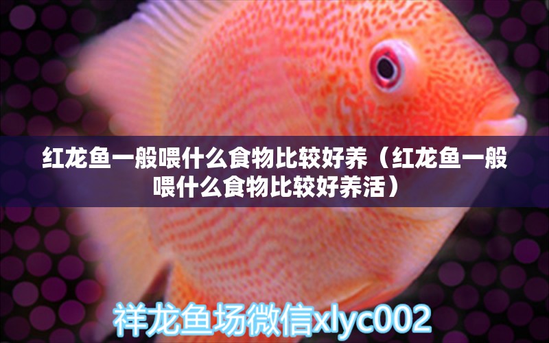 紅龍魚一般喂什么食物比較好養(yǎng)（紅龍魚一般喂什么食物比較好養(yǎng)活）