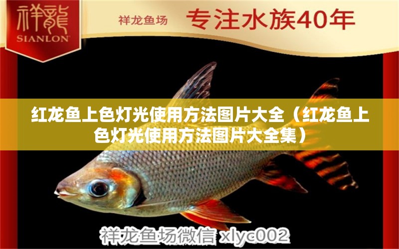 紅龍魚上色燈光使用方法圖片大全（紅龍魚上色燈光使用方法圖片大全集）