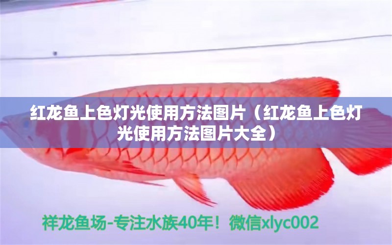 紅龍魚上色燈光使用方法圖片（紅龍魚上色燈光使用方法圖片大全）