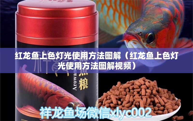 紅龍魚上色燈光使用方法圖解（紅龍魚上色燈光使用方法圖解視頻）