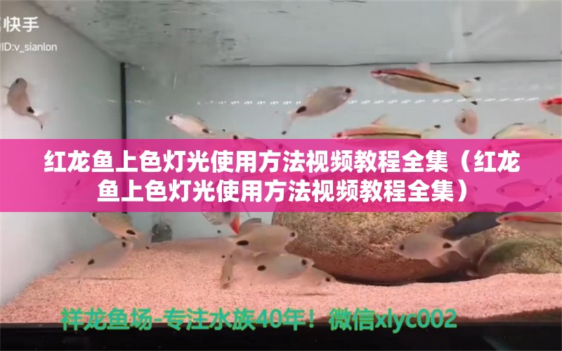 紅龍魚上色燈光使用方法視頻教程全集（紅龍魚上色燈光使用方法視頻教程全集）