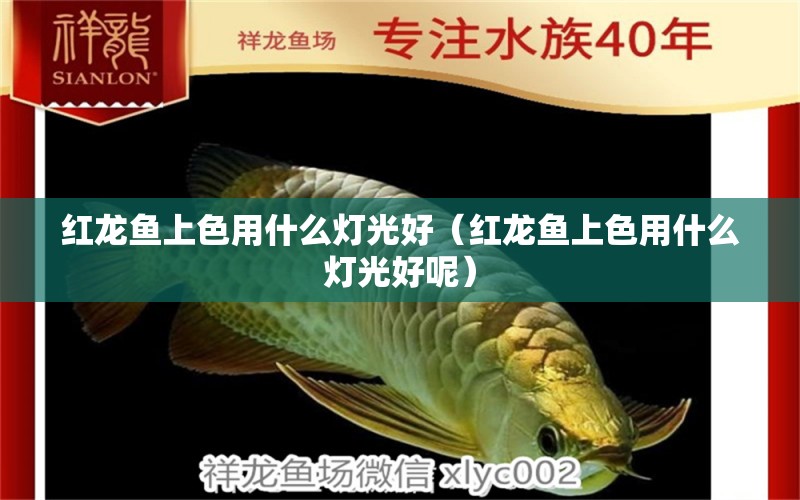 紅龍魚上色用什么燈光好（紅龍魚上色用什么燈光好呢）