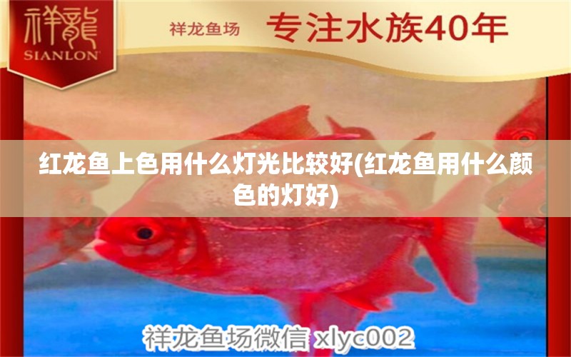 紅龍魚上色用什么燈光比較好(紅龍魚用什么顏色的燈好) 祥龍魚場其他產(chǎn)品