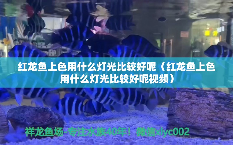 紅龍魚上色用什么燈光比較好呢（紅龍魚上色用什么燈光比較好呢視頻）