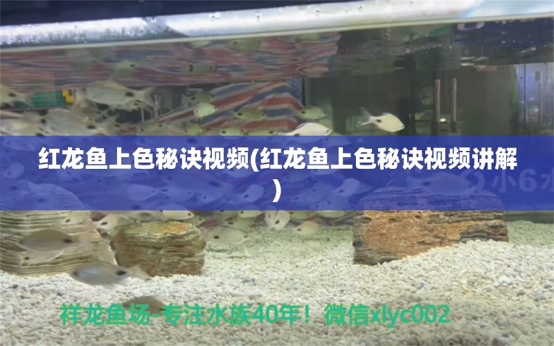 紅龍魚上色秘訣視頻(紅龍魚上色秘訣視頻講解)