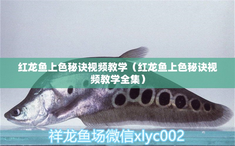 紅龍魚上色秘訣視頻教學(xué)（紅龍魚上色秘訣視頻教學(xué)全集）