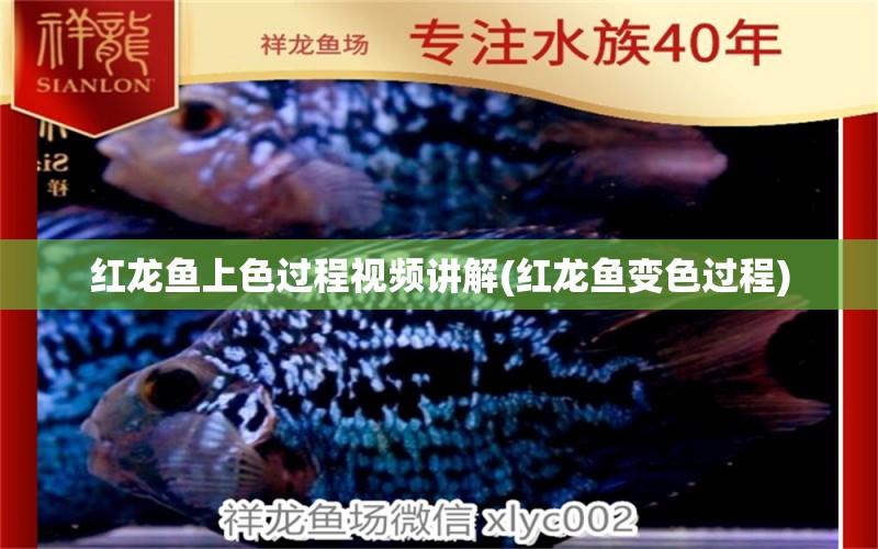 紅龍魚(yú)上色過(guò)程視頻講解(紅龍魚(yú)變色過(guò)程) 稀有紅龍品種