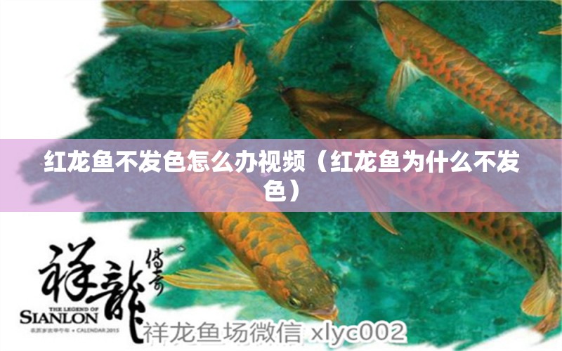 紅龍魚不發(fā)色怎么辦視頻（紅龍魚為什么不發(fā)色）