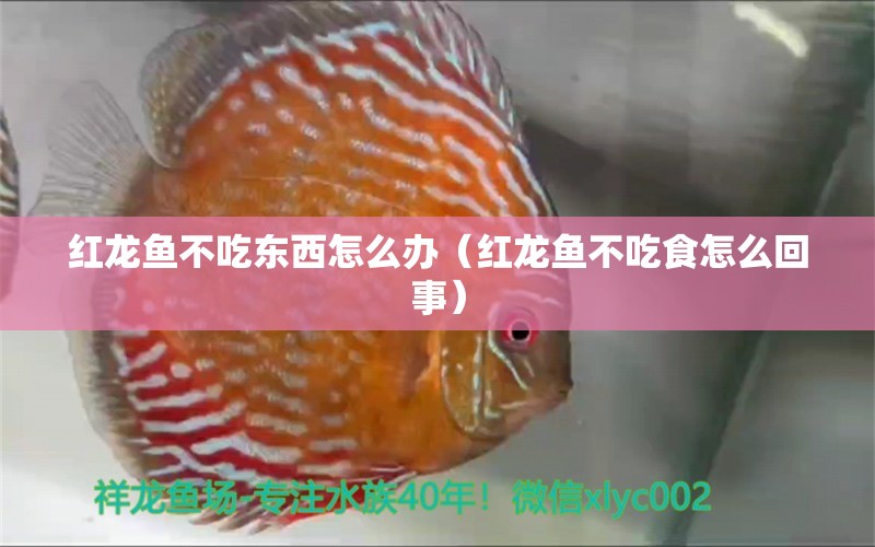 紅龍魚不吃東西怎么辦（紅龍魚不吃食怎么回事）