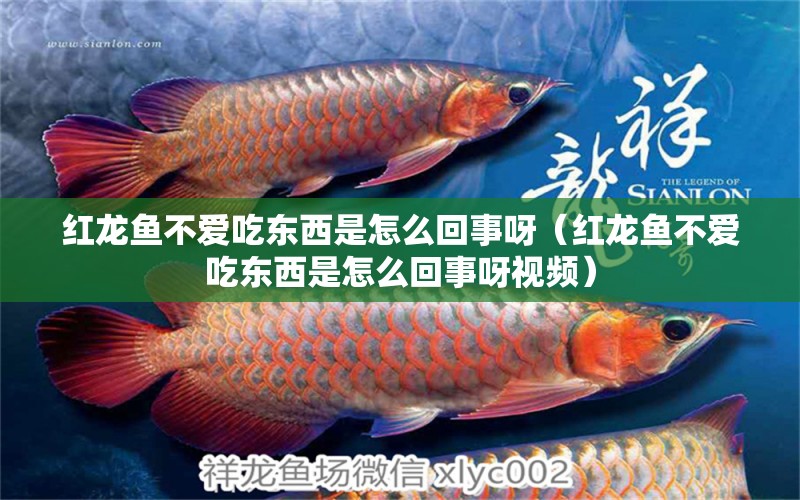 紅龍魚(yú)不愛(ài)吃東西是怎么回事呀（紅龍魚(yú)不愛(ài)吃東西是怎么回事呀視頻） 印尼紅龍魚(yú)