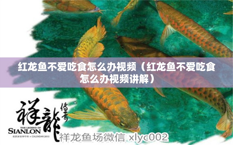 紅龍魚不愛吃食怎么辦視頻（紅龍魚不愛吃食怎么辦視頻講解）