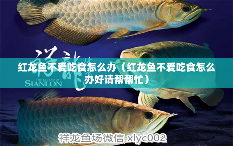 紅龍魚(yú)不愛(ài)吃食怎么辦（紅龍魚(yú)不愛(ài)吃食怎么辦好請(qǐng)幫幫忙） 印尼紅龍魚(yú)