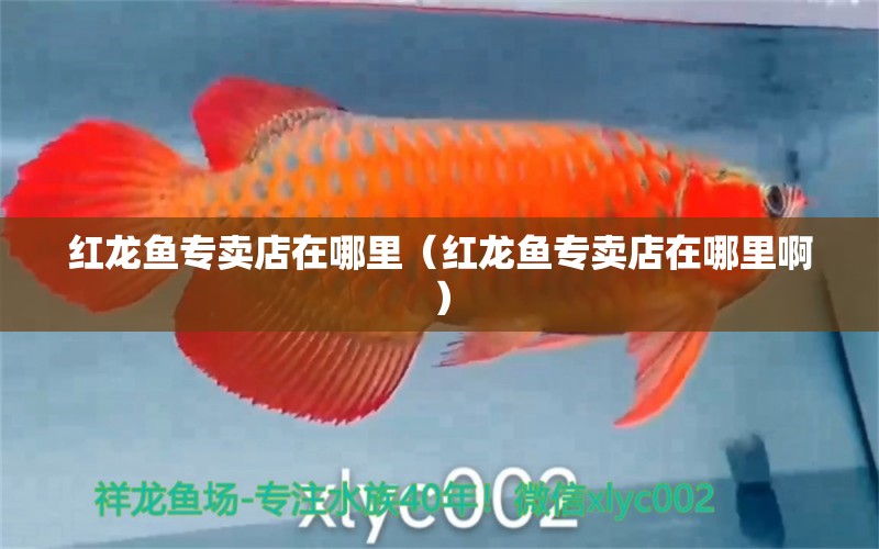 紅龍魚專賣店在哪里（紅龍魚專賣店在哪里?。?網(wǎng)上購買觀賞魚