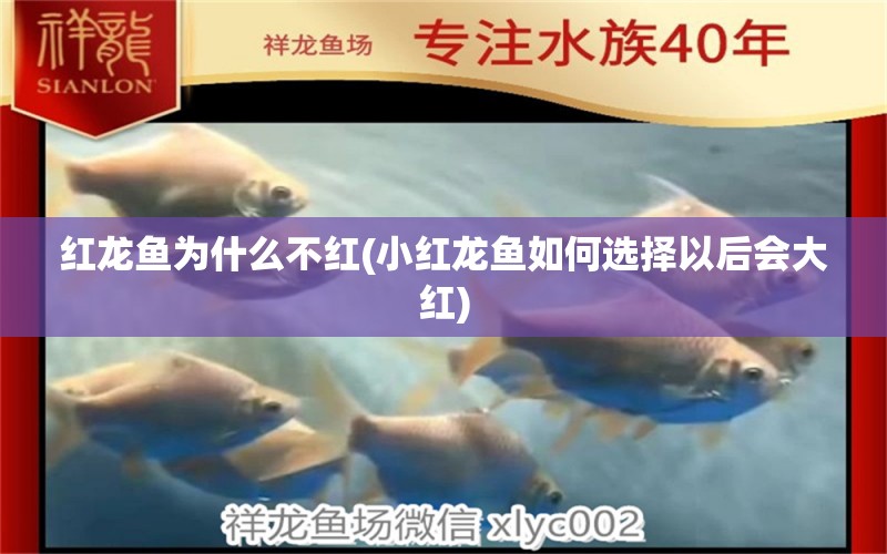 紅龍魚(yú)為什么不紅(小紅龍魚(yú)如何選擇以后會(huì)大紅) 紅尾平克魚(yú)