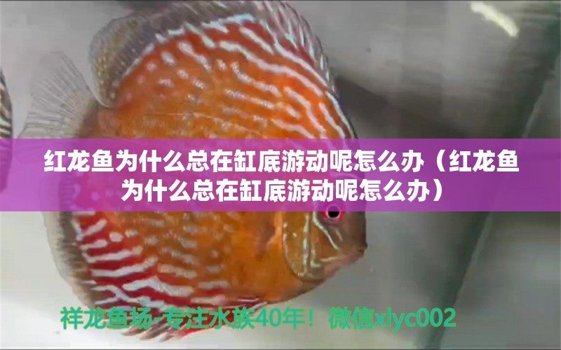 紅龍魚為什么總在缸底游動呢怎么辦（紅龍魚為什么總在缸底游動呢怎么辦） 龍魚百科