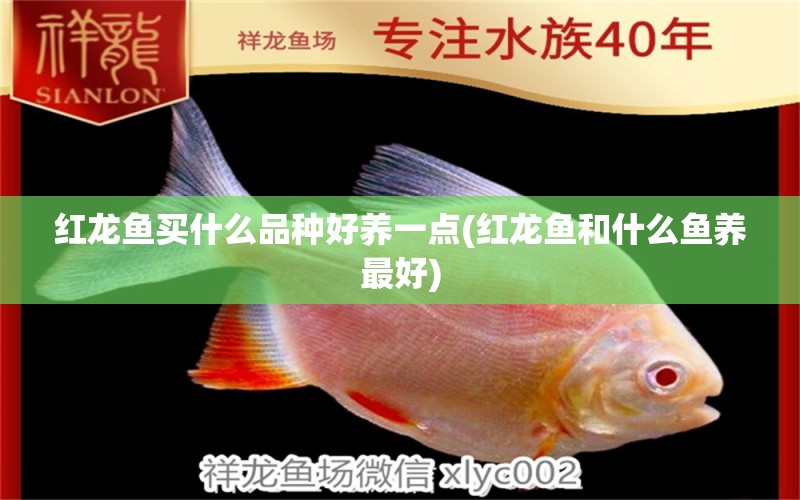 紅龍魚買什么品種好養(yǎng)一點(diǎn)(紅龍魚和什么魚養(yǎng)最好) 黃金夢(mèng)幻雷龍魚 第2張