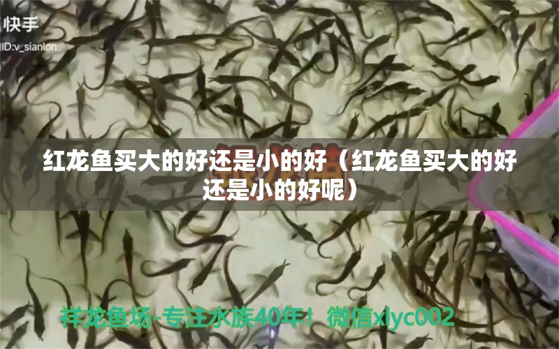 紅龍魚買大的好還是小的好（紅龍魚買大的好還是小的好呢） 龍魚百科