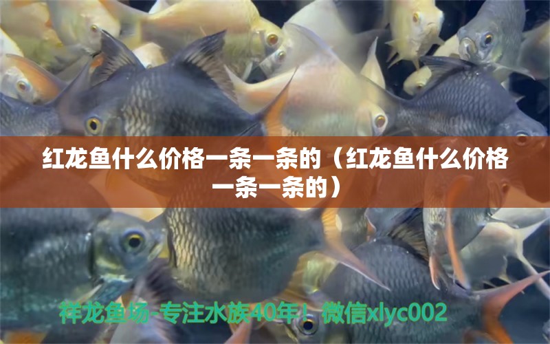 紅龍魚什么價(jià)格一條一條的（紅龍魚什么價(jià)格一條一條的）