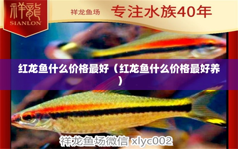 紅龍魚(yú)什么價(jià)格最好（紅龍魚(yú)什么價(jià)格最好養(yǎng)） 網(wǎng)上購(gòu)買(mǎi)觀賞魚(yú)