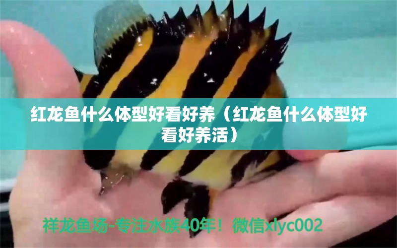 紅龍魚什么體型好看好養(yǎng)（紅龍魚什么體型好看好養(yǎng)活） 觀賞魚水族批發(fā)市場