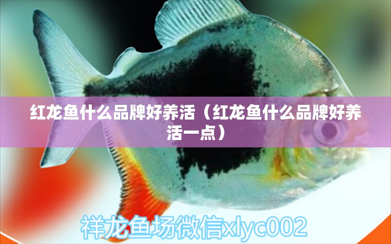 紅龍魚什么品牌好養(yǎng)活（紅龍魚什么品牌好養(yǎng)活一點(diǎn)）