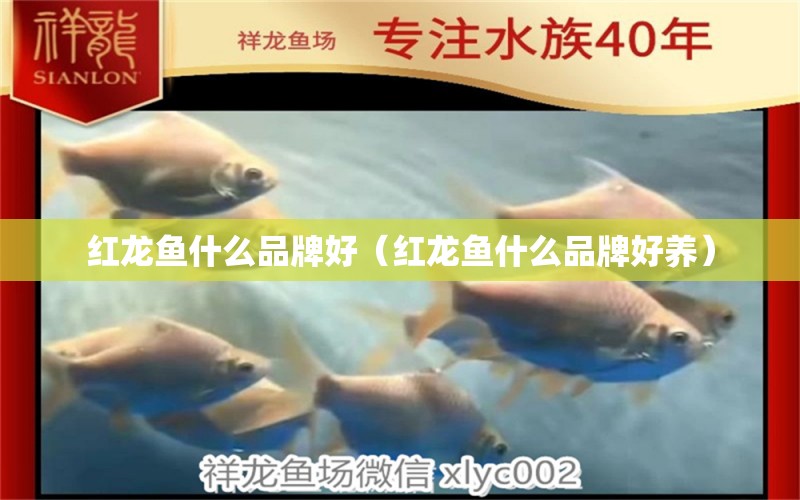 紅龍魚什么品牌好（紅龍魚什么品牌好養(yǎng)）