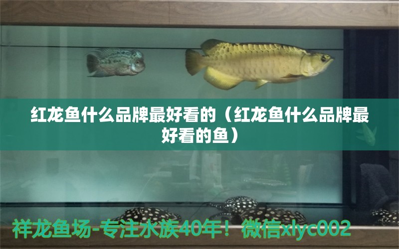 紅龍魚什么品牌最好看的（紅龍魚什么品牌最好看的魚）