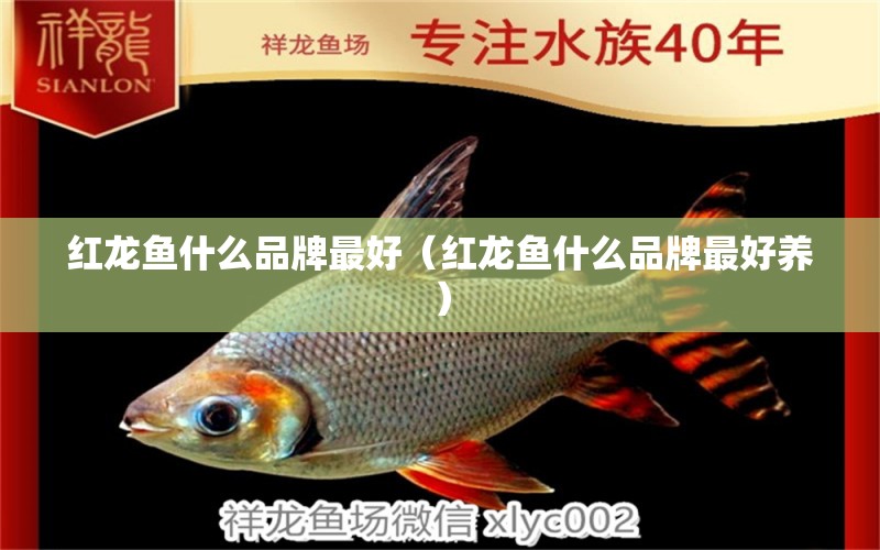 紅龍魚什么品牌最好（紅龍魚什么品牌最好養(yǎng)） 白子紅龍魚