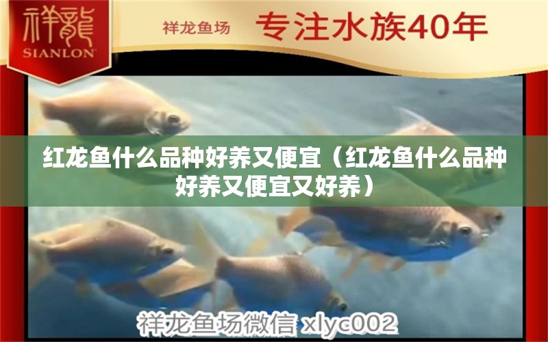 紅龍魚什么品種好養(yǎng)又便宜（紅龍魚什么品種好養(yǎng)又便宜又好養(yǎng)） 觀賞魚市場（混養(yǎng)魚）