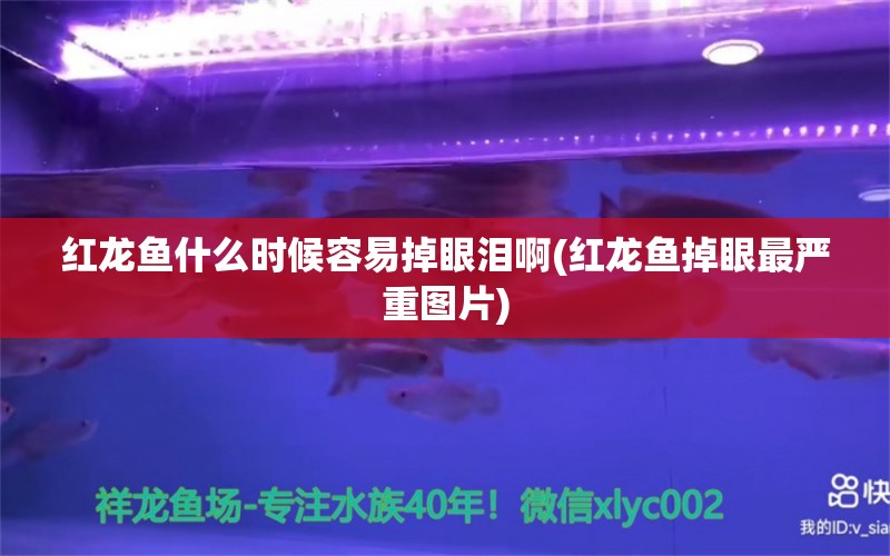 紅龍魚什么時(shí)候容易掉眼淚啊(紅龍魚掉眼最嚴(yán)重圖片) 龍魚批發(fā)