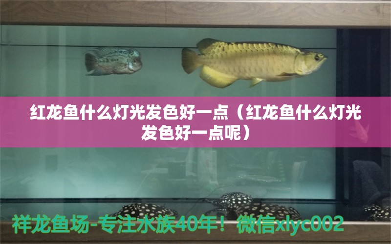 紅龍魚什么燈光發(fā)色好一點(diǎn)（紅龍魚什么燈光發(fā)色好一點(diǎn)呢） 印尼紅龍魚