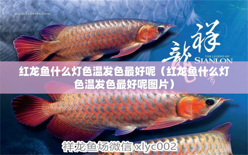 紅龍魚什么燈色溫發(fā)色最好呢（紅龍魚什么燈色溫發(fā)色最好呢圖片） 印尼紅龍魚