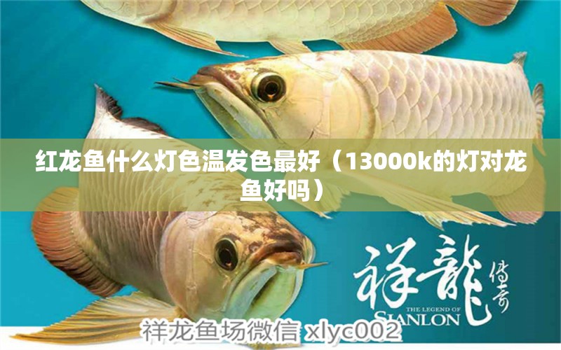 紅龍魚什么燈色溫發(fā)色最好（13000k的燈對龍魚好嗎） 印尼紅龍魚