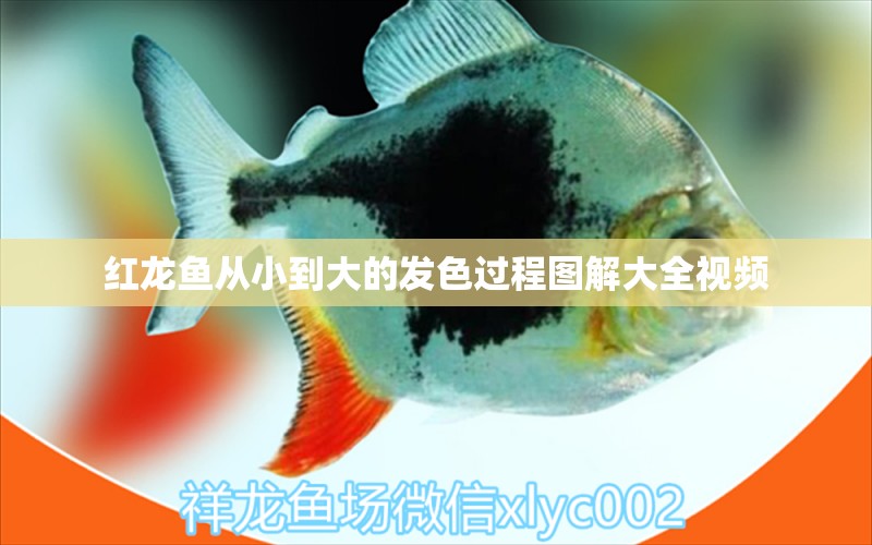 紅龍魚從小到大的發(fā)色過程圖解大全視頻 水族問答 第1張