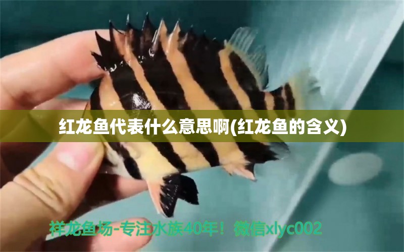 紅龍魚代表什么意思啊(紅龍魚的含義) iwish愛唯希品牌魚缸