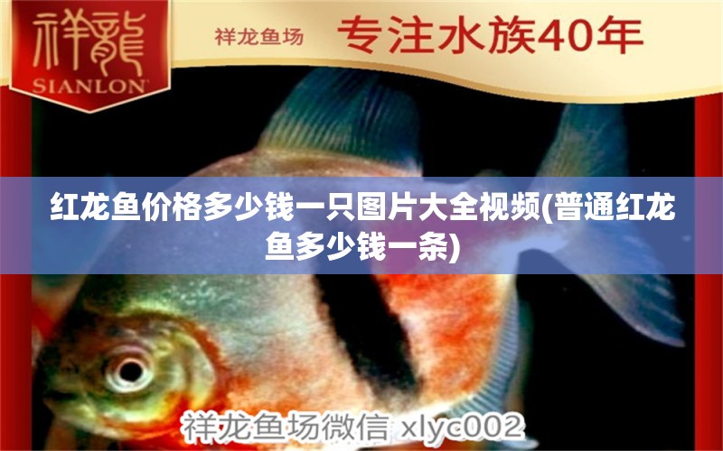 紅龍魚價格多少錢一只圖片大全視頻(普通紅龍魚多少錢一條)