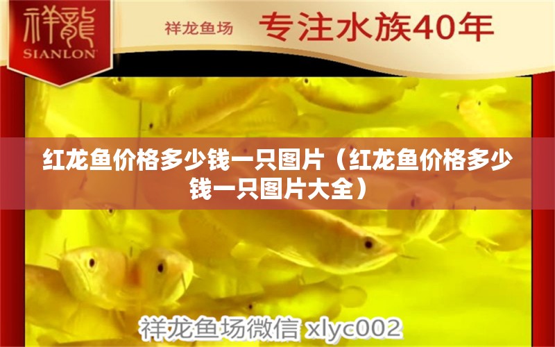 紅龍魚價(jià)格多少錢一只圖片（紅龍魚價(jià)格多少錢一只圖片大全） 印尼紅龍魚