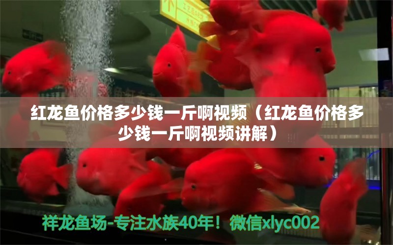 紅龍魚價(jià)格多少錢一斤啊視頻（紅龍魚價(jià)格多少錢一斤啊視頻講解）