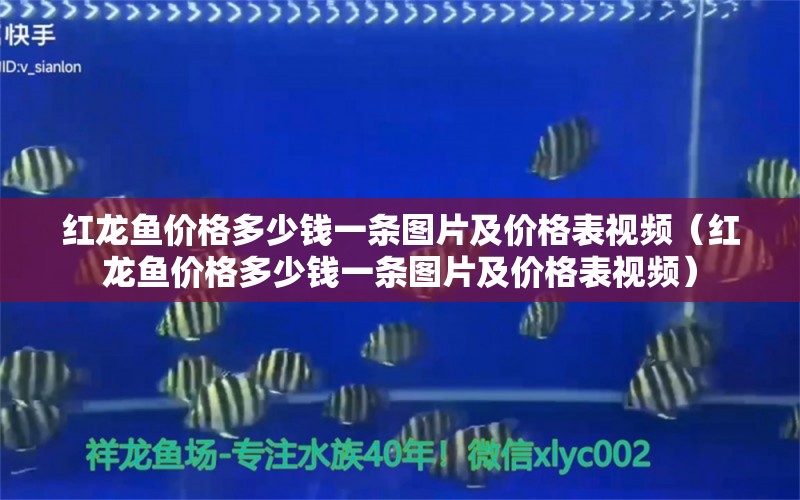 紅龍魚價格多少錢一條圖片及價格表視頻（紅龍魚價格多少錢一條圖片及價格表視頻） 印尼紅龍魚