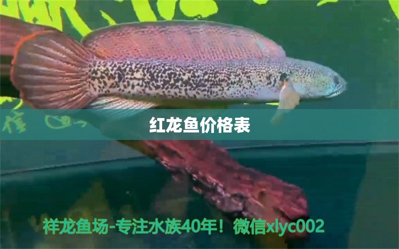 紅龍魚價格表