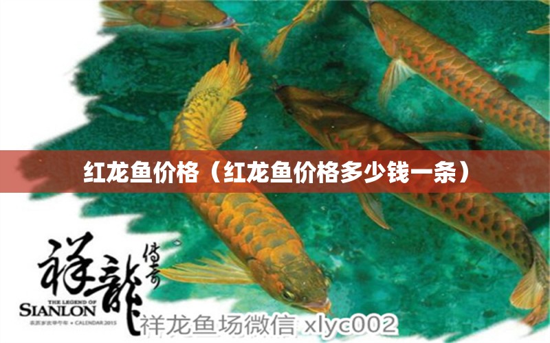 紅龍魚價(jià)格（紅龍魚價(jià)格多少錢一條）