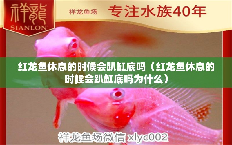 紅龍魚(yú)休息的時(shí)候會(huì)趴缸底嗎（紅龍魚(yú)休息的時(shí)候會(huì)趴缸底嗎為什么） 印尼紅龍魚(yú)