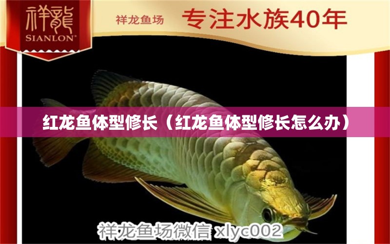 紅龍魚(yú)體型修長(zhǎng)（紅龍魚(yú)體型修長(zhǎng)怎么辦） 祥龍水族醫(yī)院